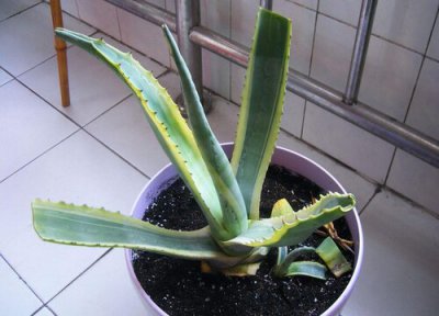 金边龙舌兰的养殖方法 金边龙舌兰的养殖方法和注意事项