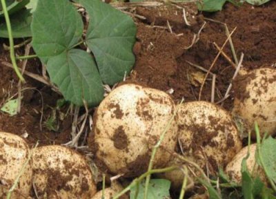 凉薯苗能否移栽 凉薯苗可以移栽吗