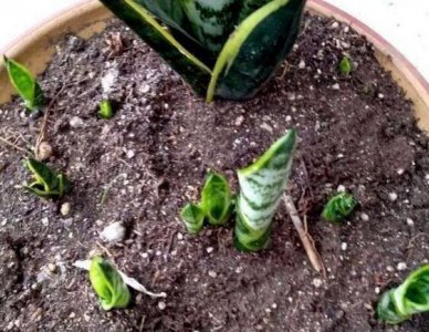 土里面有虫子怎么去除 花盆土壤杀虫的最好方法