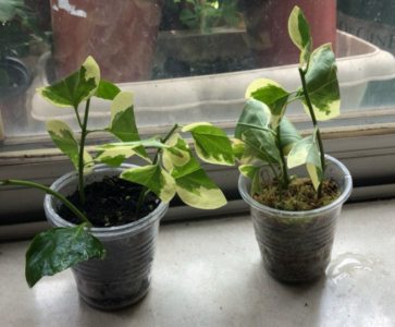 三角梅怎么扦插成活率高 三角梅的扦插繁殖方法