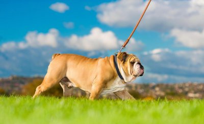 狗狗牵引绳怎么套 小狗牵引绳的使用方法及分类介绍