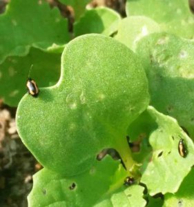 青菜跳甲虫用什么农药防治 打蔬菜跳甲菜青虫的特效药