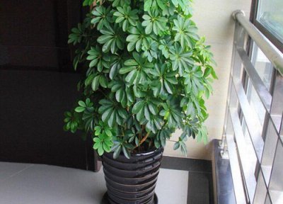 鹅掌柴会开花吗 开花预示什么