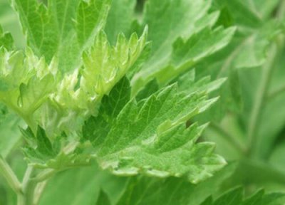 蕲艾生长在哪里 地蕲草生长在什么地方