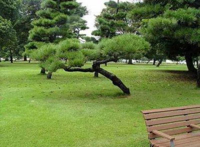 盆栽罗汉松可以用河沙养殖吗 罗汉松用什么泥土种合适