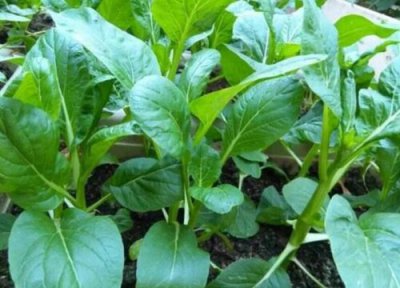 菜心什么时候播种最好 播种最佳时间与方法