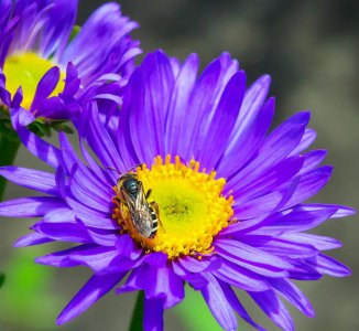 为什么蜜蜂有辨认方向的能力 揭秘蜜蜂出巢不会迷路的原因