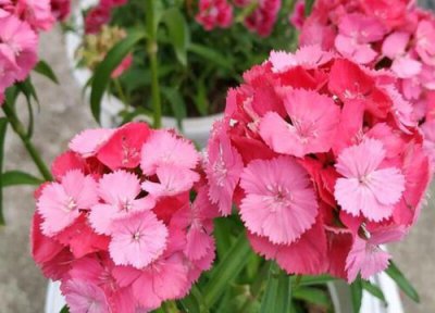 绣球花生长习性 绣球花种植时间和方法