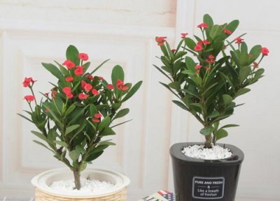 虎刺梅四季开花吗 虎刺梅怎么养护一年四季都可以开花