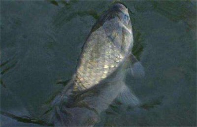 养鲫鱼喂什么食最好 家养鲫鱼给它吃什么食物长得快