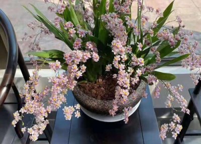 兰花怎么发芽多 1月份兰花如何养发芽多又壮