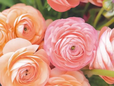 天秤女喜欢一个人的表现准到爆 天秤座爱上你是什么样子的