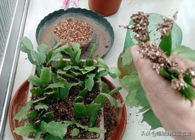 蟹爪兰什么时候扦插繁殖合适 蟹爪兰扦插成活方法和时间