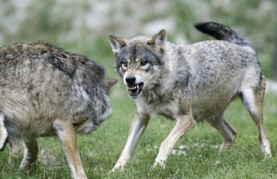 在野外遇到狼群躲在车里安全吗 野外遇到狼群怎么逃生