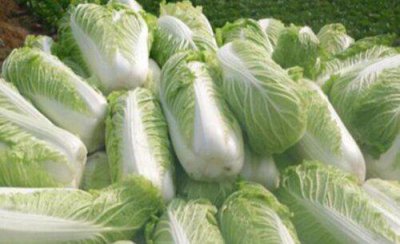 秋白菜怎么种植产量高的方法 秋播大白菜的栽培技术