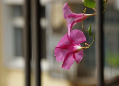 双喜藤花期时间 双喜藤花期是什么时候