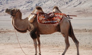 骆驼被称为什么 骆驼还有什么别称呢