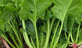 这个季节什么青菜适合播种 这个季节哪些青菜适合播种