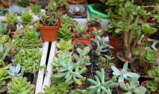多肉植物冬天怎么浇水 多肉植物冬天如何浇水