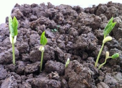 迟豆角种植时间和方法 长豆角种植时间及技术要点