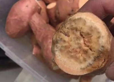 烂红薯做肥料 烂红薯可以做肥料吗