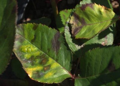 霜霉病用什么药物疗效最好 治疗霜霉病的特效药有哪些