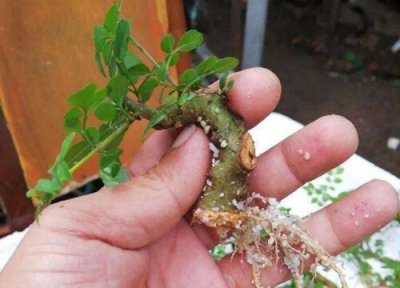 对节白蜡扦插生根时间 对节白蜡扦插多久生根