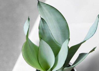 适合家养的耐旱的绿植 最耐旱适合懒人养的5种花卉