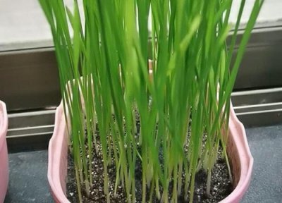 猫草的功效 猫草有什么作用