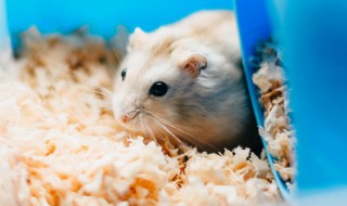 刺猬和仓鼠能一起养吗 刺猬和仓鼠适合混养吗