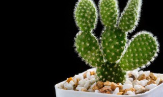 还没有刺小仙人掌怎么养才长得好 小仙人掌的养殖方法