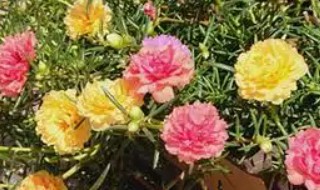 太阳花怎么养可以很旺盛 太阳花如何养可以很旺盛