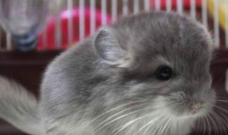 龙猫掉毛严重怎么办 龙猫掉毛严重的解决方法