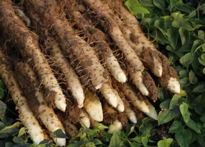 铁棍山药收获的季节 铁棍山药什么时候收获