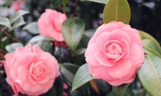 茶花换盆注意事项和方法 茶花如何换盆