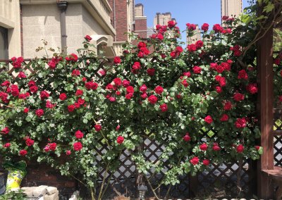 红龙月季花优缺点及图片介绍 灌木状月季花红龙耐热好养活