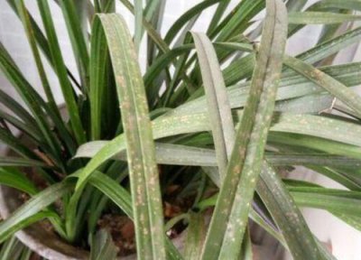 兰花种植中常见病害 兰花病虫害防治方法与技术措施