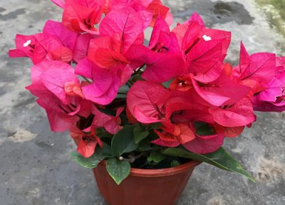 三角梅是否怕冻 三角梅冬天怎么养护