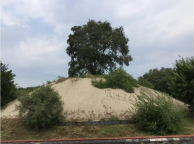 坟头长树有什么说法吗 坟头长这3种树对后代有什么影响