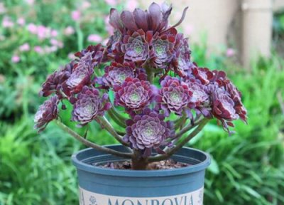 黑法师休眠时间 黑法师什么时候休眠