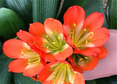 春季给君子兰换盆的主要步骤 秋季给君子兰换盆需要注意什么