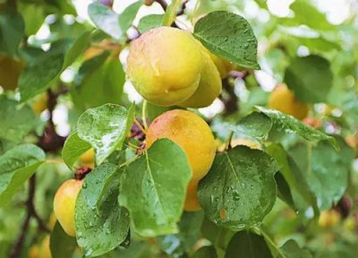 最贵的杏子是什么品种 目前中国最高端杏子品种排名