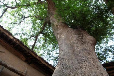 有什么方法能让树自然死亡 让树自然死亡最快的办法