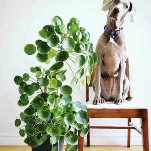 镜面草的风水作用 镜面草家里养风水说法到底好不好