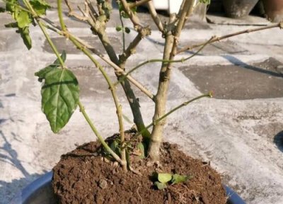 金桔怎么修根 金桔需要修根吗