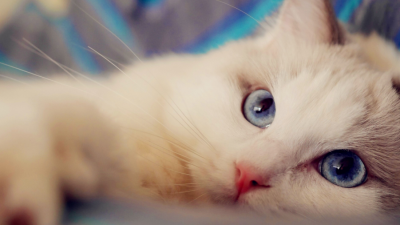 布偶猫性格优点缺点介绍 家里养布偶猫的优劣分析