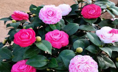 茶花开花过后施什么肥 茶花花期后怎样施肥开花多