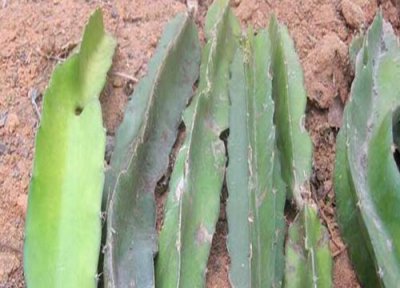 火龙果苗扦插快速生根方法 扦插繁殖与育苗方法