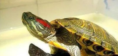 巴西红耳龟寿命最长多少年 巴西红耳龟进入中国的历程