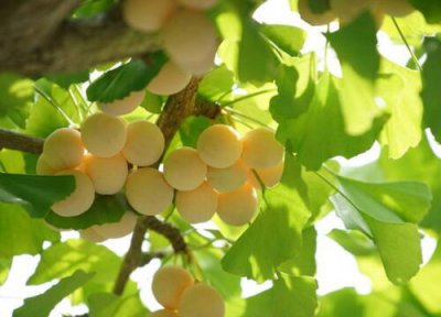 银杏树果实能吃吗 银杏树果实可以吃吗